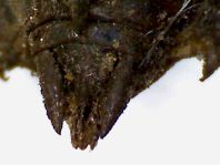 Exuvie von Somatochlora metallica, Glänzende Smaragdlibelle