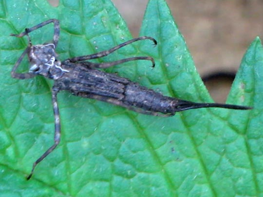 Platycnemis pennipes, Blaue Federlibelle, Exuvie