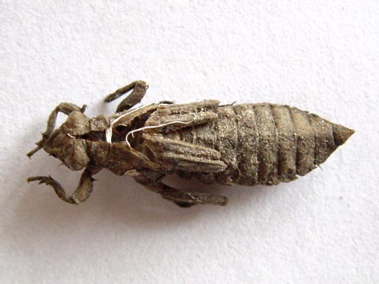Exuvie von Gomphus vulgatissimus, Gemeine Keiljungfer