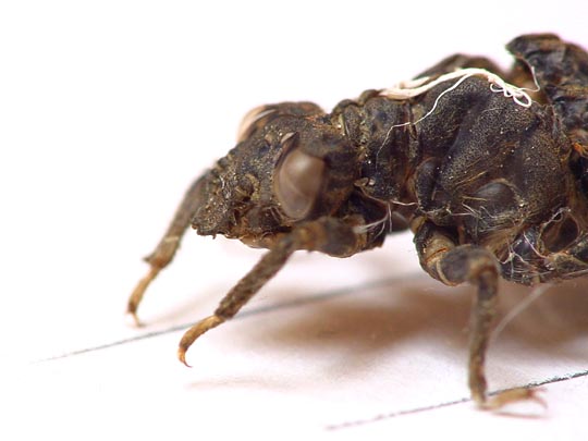 Exuvien von Onychogomphus forcipatus, Kleine Zangenlibelle