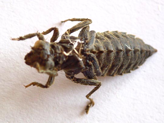 Exuvien von Onychogomphus forcipatus, Kleine Zangenlibelle