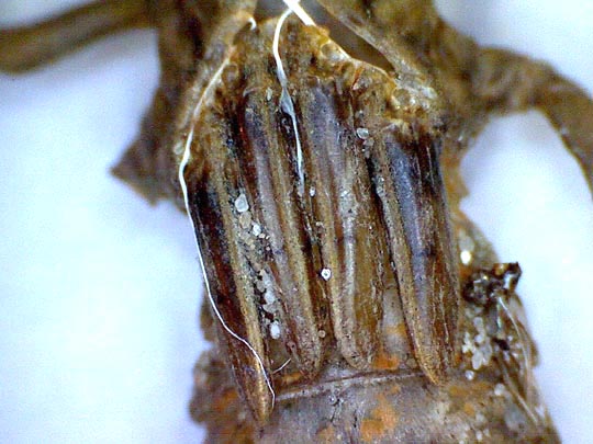 Exuvie von Gomphus vulgatissimus, Gemeine Keiljungfer
