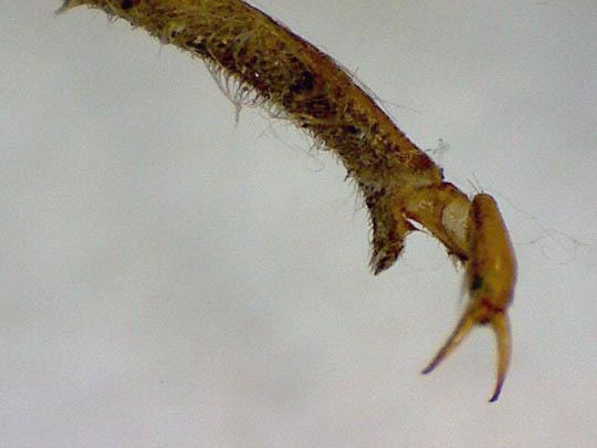 Exuvie von Gomphus vulgatissimus, Gemeine Keiljungfer