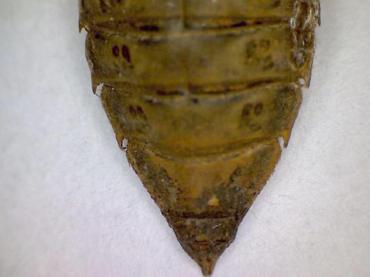 Exuvie von Gomphus vulgatissimus, Gemeine Keiljungfer