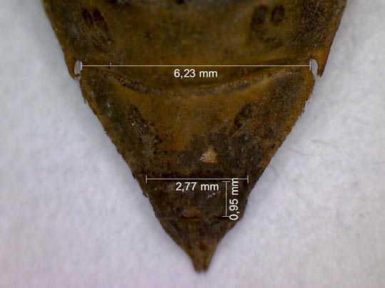 Exuvie von Gomphus vulgatissimus, Gemeine Keiljungfer
