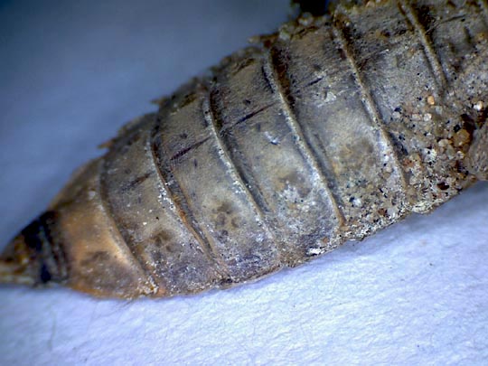 Exuvie von Gomphus vulgatissimus, Gemeine Keiljungfer