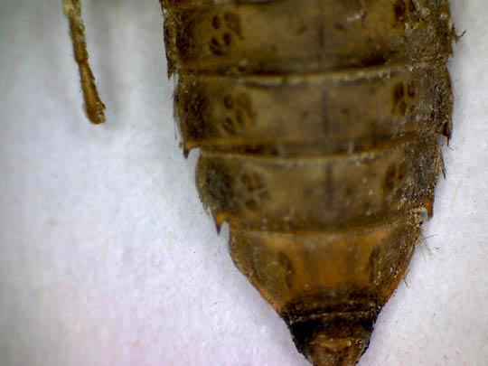 Exuvie von Gomphus vulgatissimus, Gemeine Keiljungfer