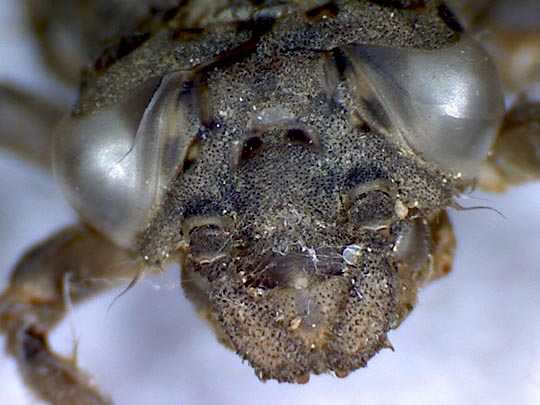 Exuvien von Onychogomphus forcipatus, Kleine Zangenlibelle