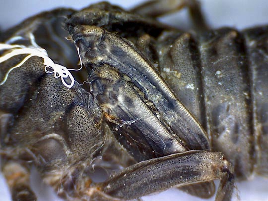 Exuvien von Onychogomphus forcipatus, Kleine Zangenlibelle