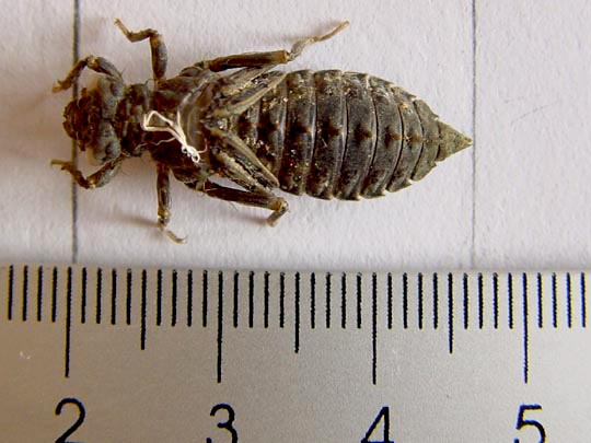 Exuvien von Onychogomphus forcipatus, Kleine Zangenlibelle