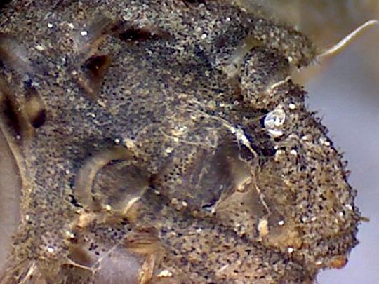 Exuvien von Onychogomphus forcipatus, Kleine Zangenlibelle
