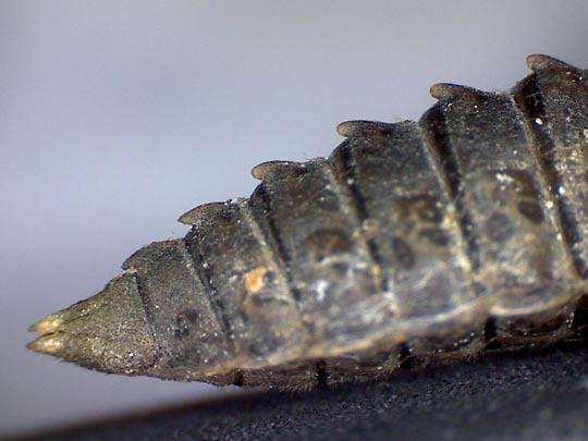 Exuvien von Onychogomphus forcipatus, Kleine Zangenlibelle