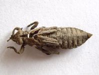 Exuvie von Gomphus vulgatissimus, Gemeine Keiljungfer