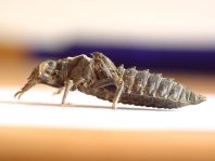 Exuvie von Onychogomphus forcipatus, Kleine Zangenlibelle