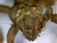 Exuvie von Gomphus vulgatissimus, Gemeine Keiljungfer