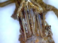 Exuvie von Gomphus vulgatissimus, Gemeine Keiljungfer