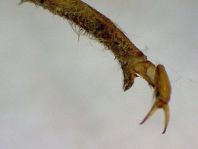 Exuvie von Gomphus vulgatissimus, Gemeine Keiljungfer