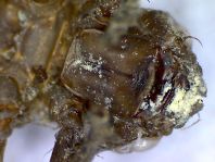 Exuvie von Gomphus vulgatissimus, Gemeine Keiljungfer