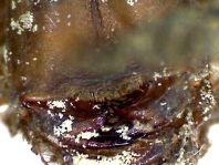 Exuvie von Gomphus vulgatissimus, Gemeine Keiljungfer