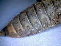 Exuvie von Gomphus vulgatissimus, Gemeine Keiljungfer