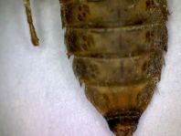 Exuvie von Gomphus vulgatissimus, Gemeine Keiljungfer