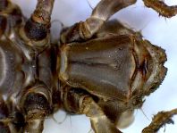 Exuvie von Onychogomphus forcipatus, Kleine Zangenlibelle