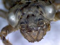 Exuvie von Onychogomphus forcipatus, Kleine Zangenlibelle