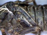Exuvie von Onychogomphus forcipatus, Kleine Zangenlibelle