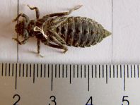 Exuvie von Onychogomphus forcipatus, Kleine Zangenlibelle