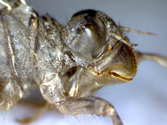 Exuvie von Libellula fulva, Spitzenfleck