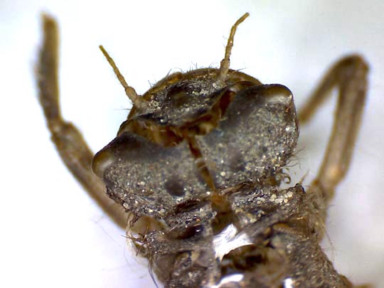 Exuvie von Libellula fulva, Spitzenfleck