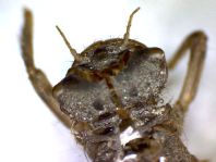 Exuvie von Libellula fulva, Spitzenfleck