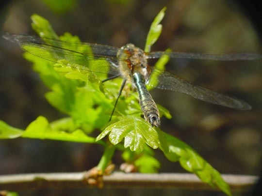 Cordulia aenea, Falkenlibelle