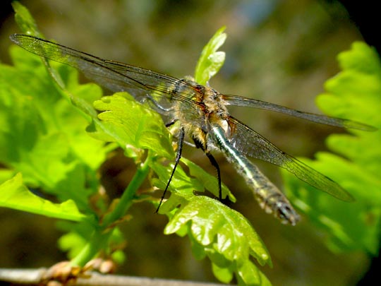 Cordulia aenea, Falkenlibelle