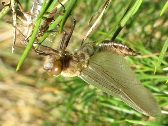 Cordulia aenea, Falkenlibelle