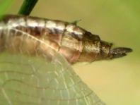 Cordulia aenea, Gemeine Smaragdlibelle