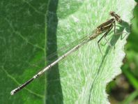 Blaue Federlibelle, Platycnemis pennipes