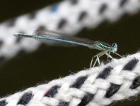 Blaue Federlibelle, Platycnemis pennipes