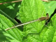 Blaue Federlibelle, Platycnemis pennipes