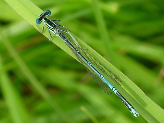 Blaue Federlibelle, Platycnemis pennipes