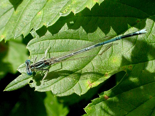 Blaue Federlibelle, Platycnemis pennipes