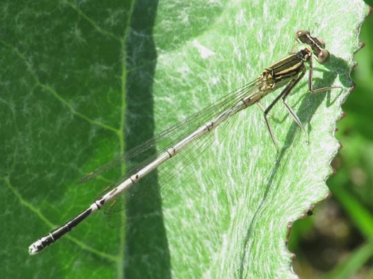 Blaue Federlibelle, Platycnemis pennipes