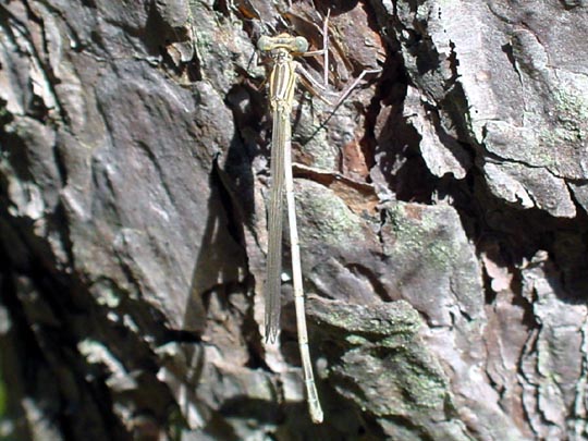 Blaue Federlibelle, Platycnemis pennipes