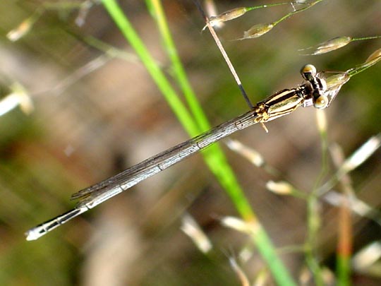 Blaue Federlibelle, Platycnemis pennipes