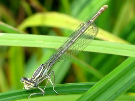 Blaue Federlibelle, Platycnemis pennipes