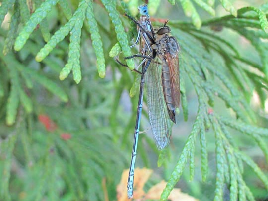 Blaue Federlibelle, Platycnemis pennipes