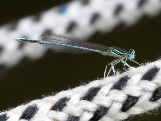 Blaue Federlibelle, Platycnemis pennipes