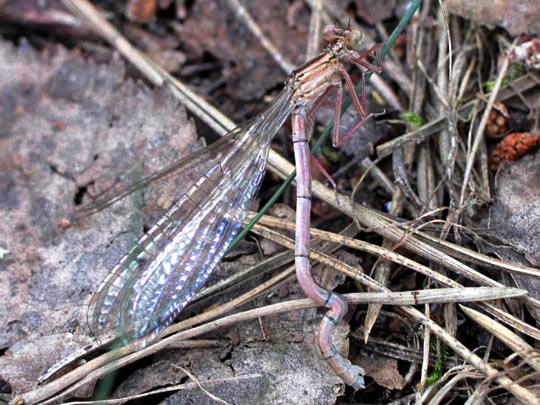 Blaue Federlibelle, Platycnemis pennipes