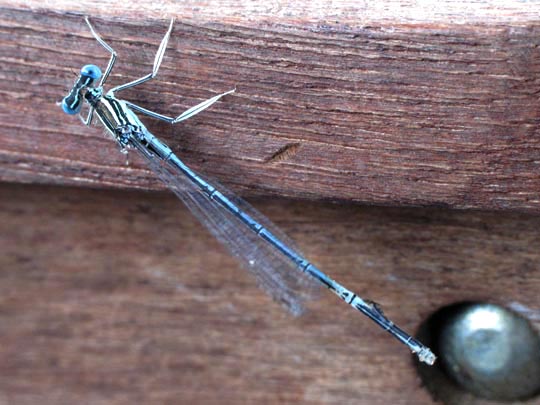 Blaue Federlibelle, Platycnemis pennipes