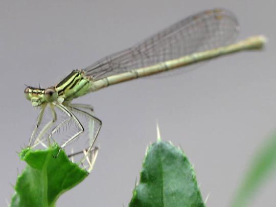 Blaue Federlibelle, Platycnemis pennipes